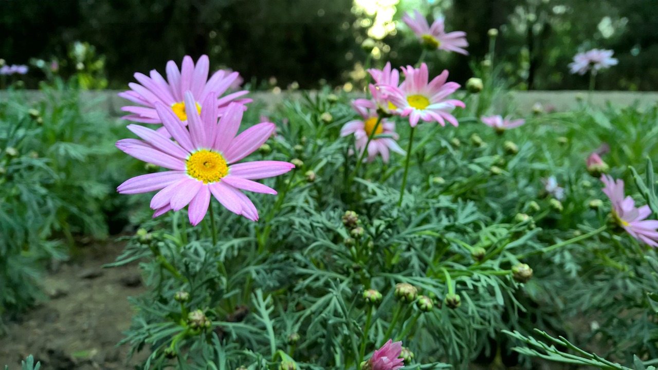 锡山区商场花卉租赁公司，智商80也能养活的花卉无锡花卉租赁  第1张